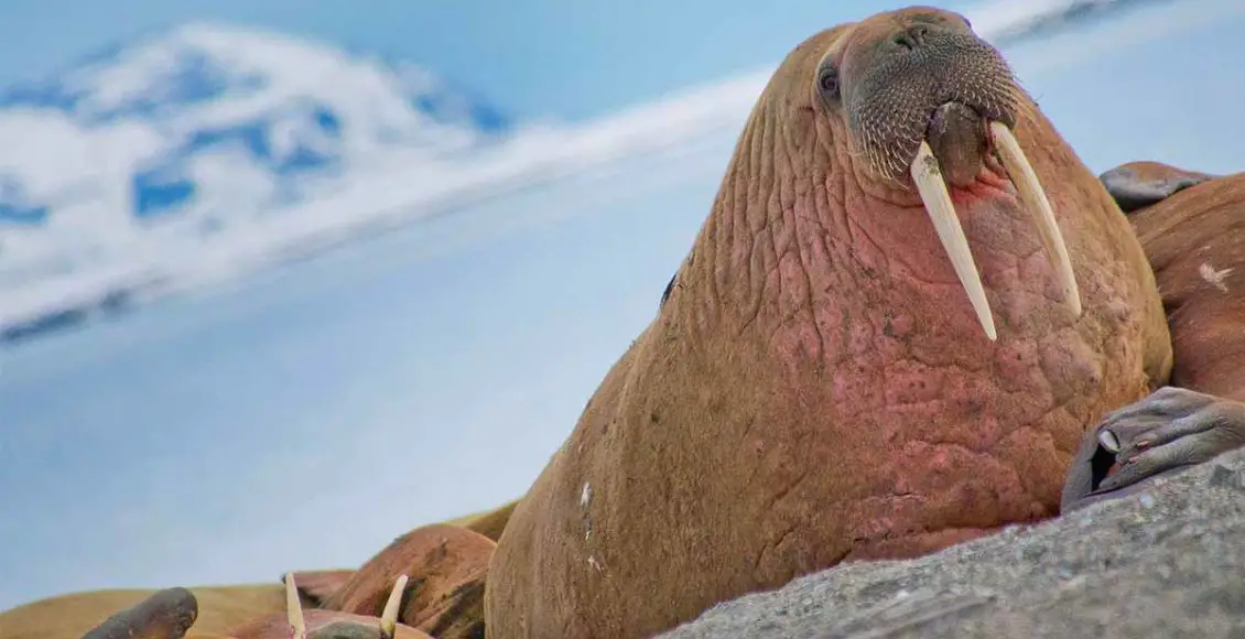 Protective Walrus Mother Sinks Russian Navy Boat In Arctic Sea