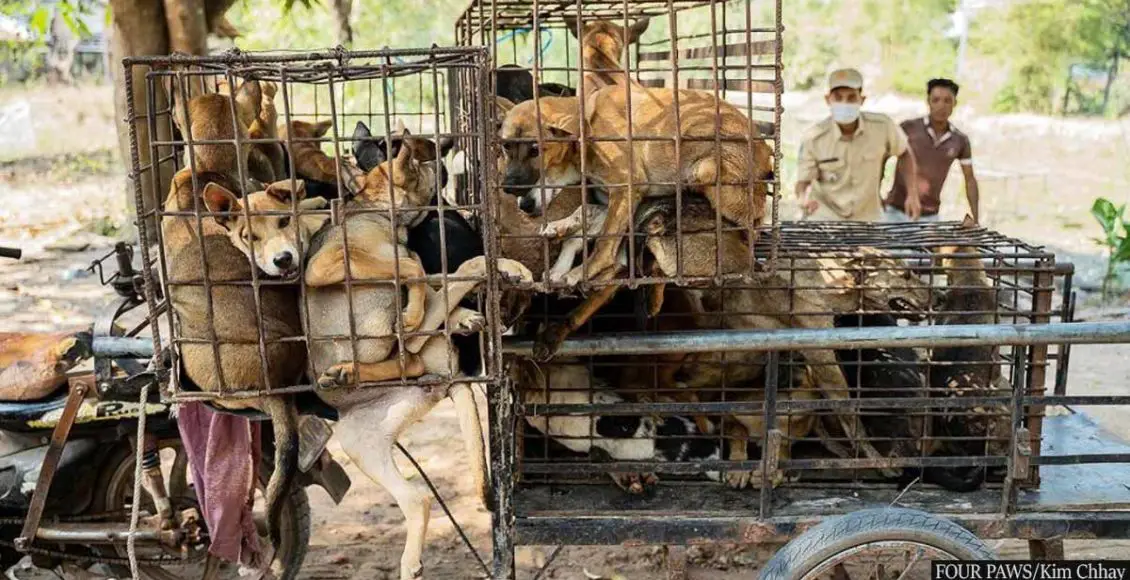Sixty-one dogs set to die at slaughterhouse are rescued after van carrying them is intercepted