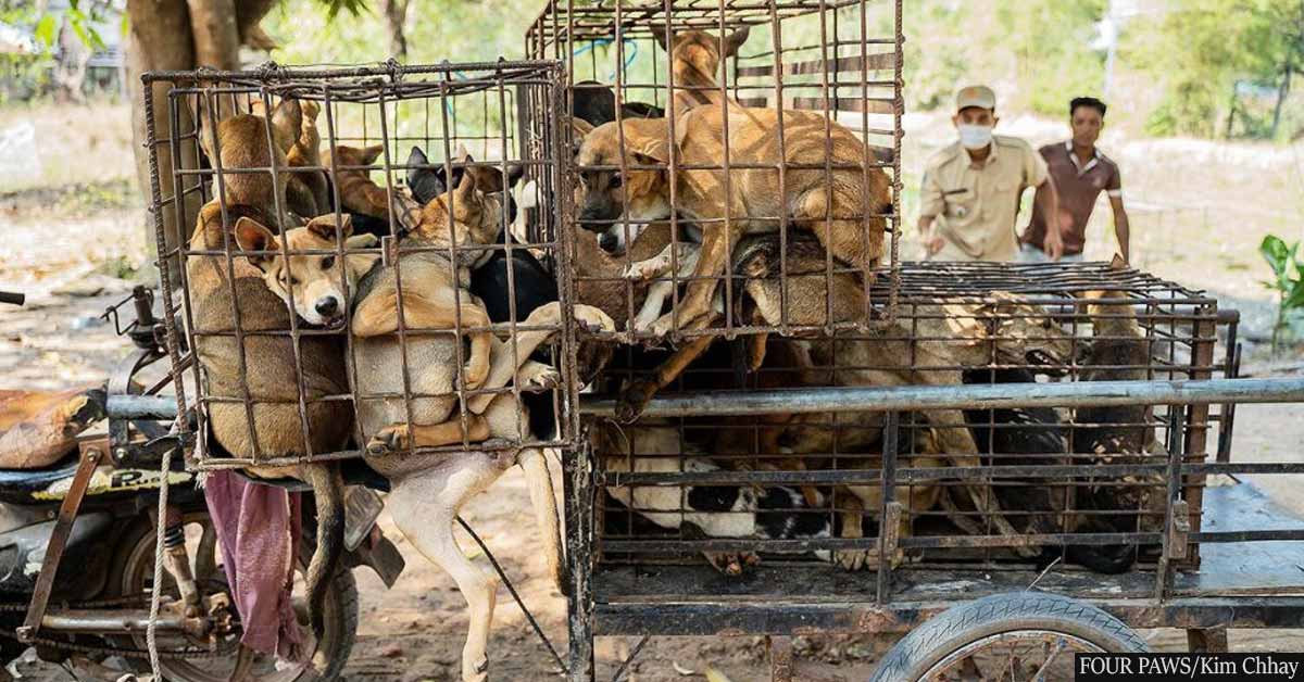 Sixty-one dogs set to die at slaughterhouse are rescued after van carrying them is intercepted