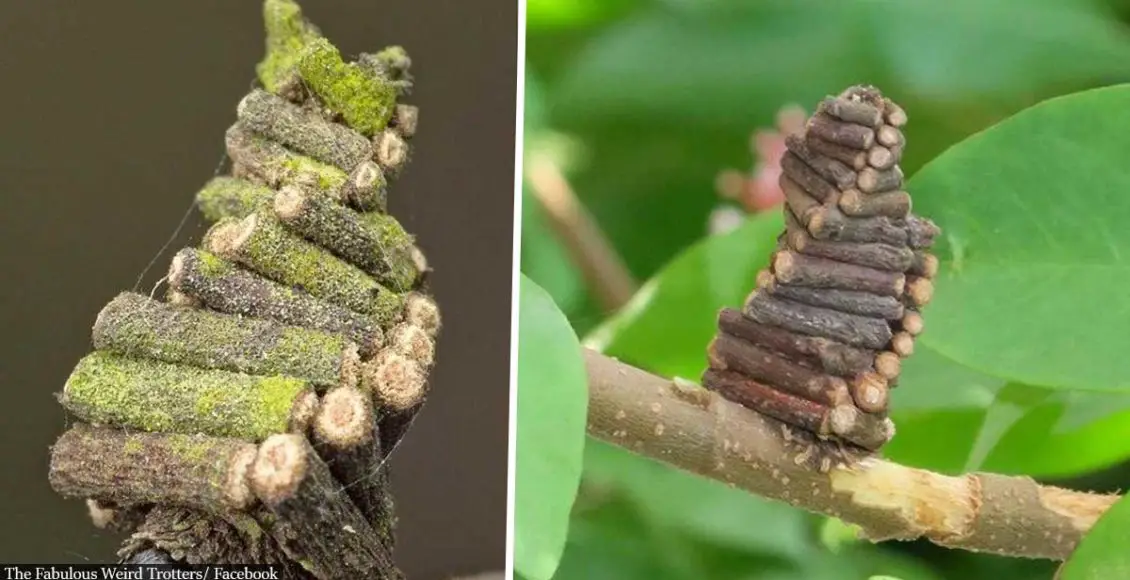 These Strange Bagworm Moths Create Incredible Tiny Houses Out of Twigs
