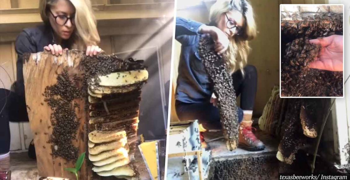 Beekeeper Leaves People In Awe As She Handles Massive Bee Colony With Her Bare Hands