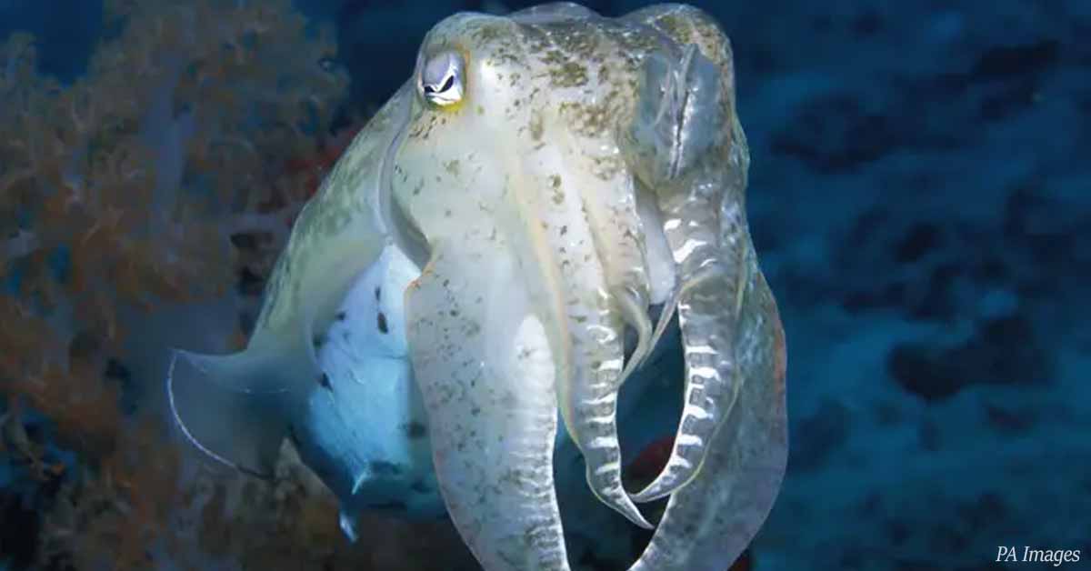 Cuttlefish proved to have the self-control to pass the Marshmallow Test designed for children