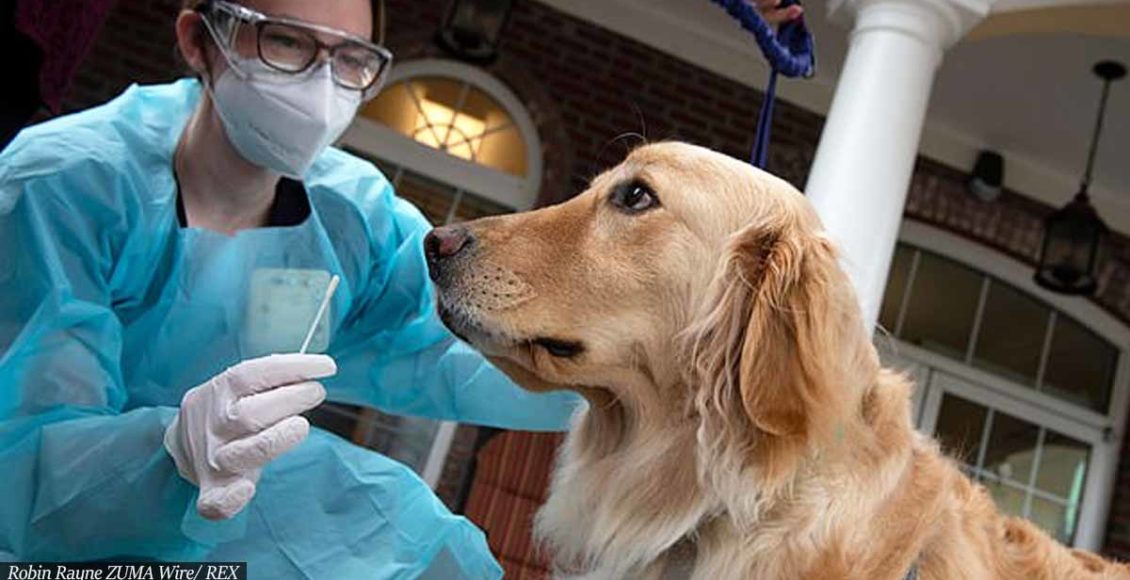 Dogs detecting COVID with up to 95% accuracy are sent into nursing homes to sniff out the virus