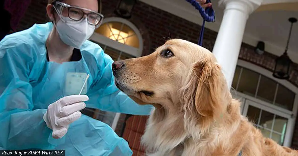 Dogs detecting COVID with up to 95% accuracy are sent into nursing homes to sniff out the virus