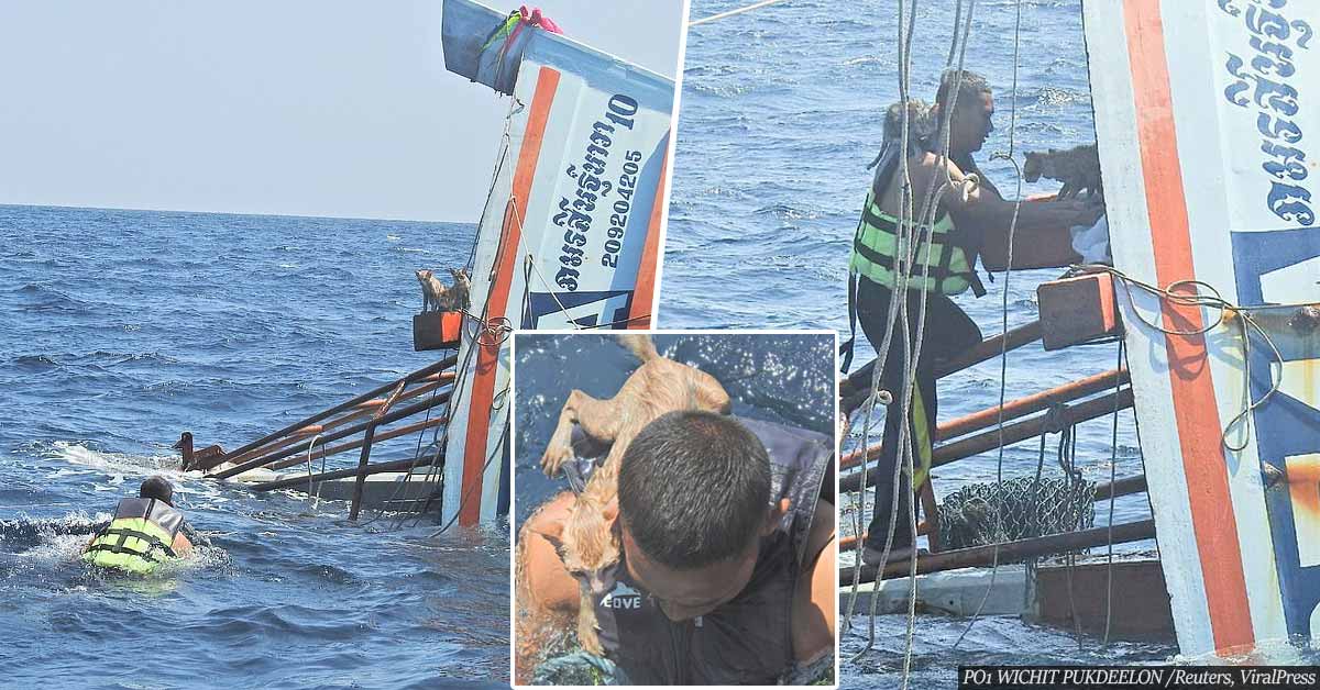 Hero Rescues Four Cats From Sinking Ship