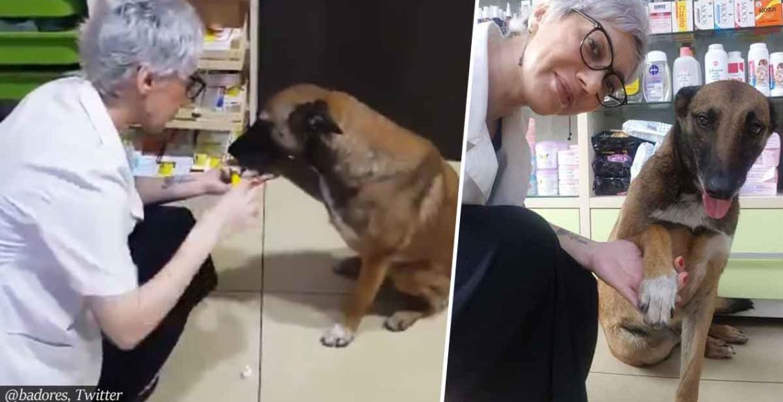 Injured Stray Dog Walks To Pharmacy, Shows His Paw, And Gets His Wound Treated