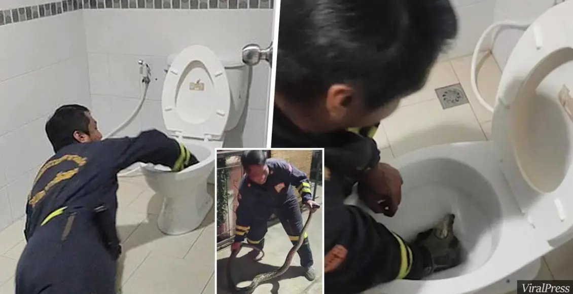 Man Terrified When A PYTHON Pops Out Of His Toilet While He's Sitting On It