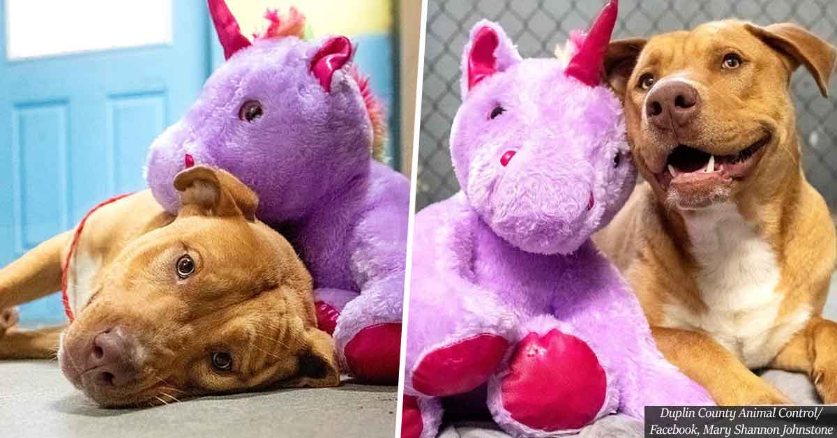 Stray dog steals stuffed unicorn FIVE TIMES until an officer finally buys the toy for him