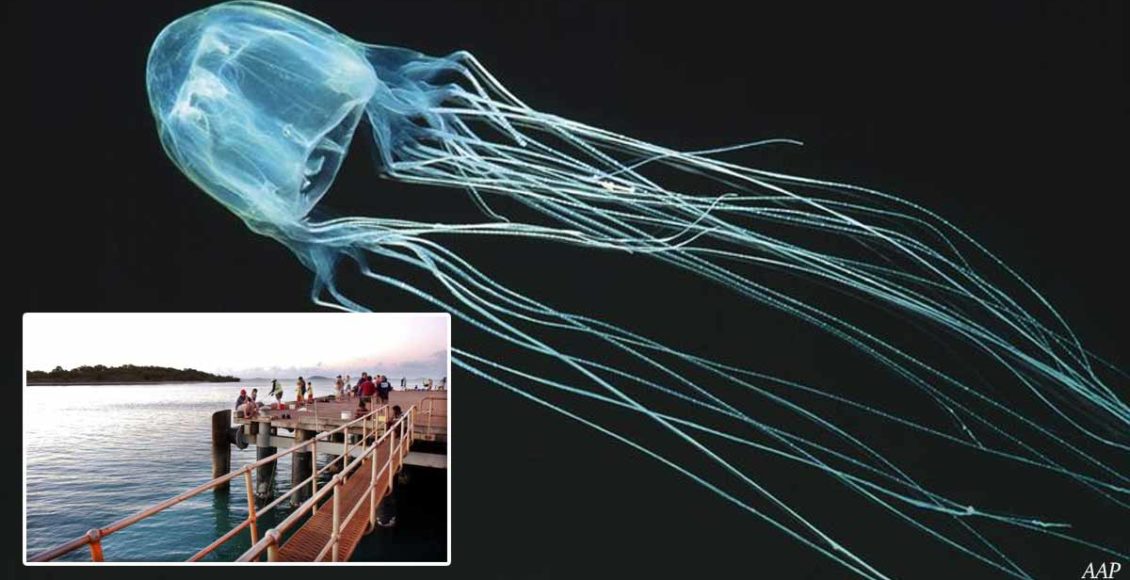 Teenager dies after being stung by a box jellyfish