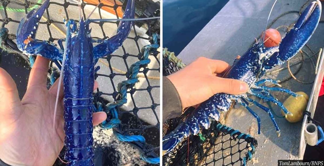 Fisherman Catches Extremely Rare One-In-Two-Million Blue Lobster
