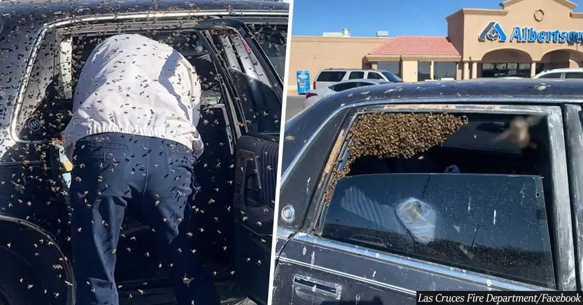 Off-Duty Fireman Saves Man From Swarm Of 15,000 Bees That Got Into His Car