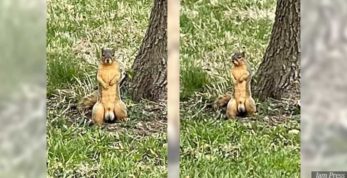 Sassy squirrel spotted showing off his six-pack... and his nuts