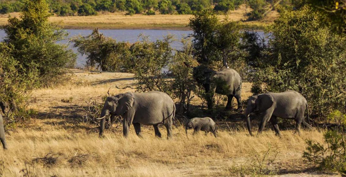 Suspected poacher killed by elephants in South Africa