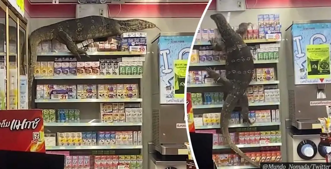 Viral Video: Giant Lizard Storms Supermarket