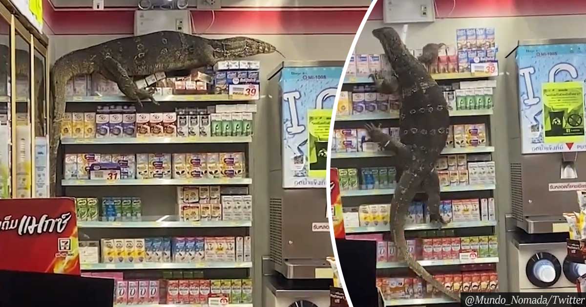 Viral Video: Giant Lizard Storms Supermarket