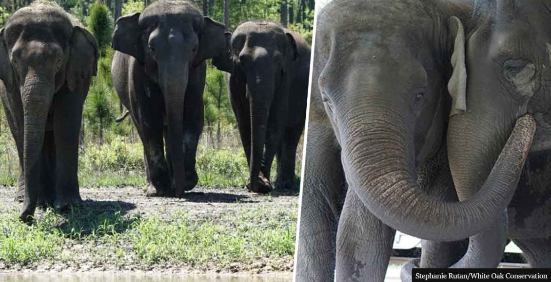 35 Circus Elephants To Retire In Amazing Sanctuary Among Forest, Grassland, And 11 Watering Holes