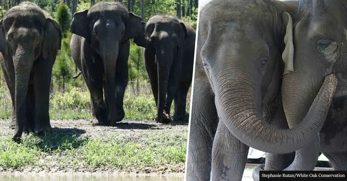 35 Circus Elephants To Retire In Amazing Sanctuary Among Forest, Grassland, And 11 Watering Holes