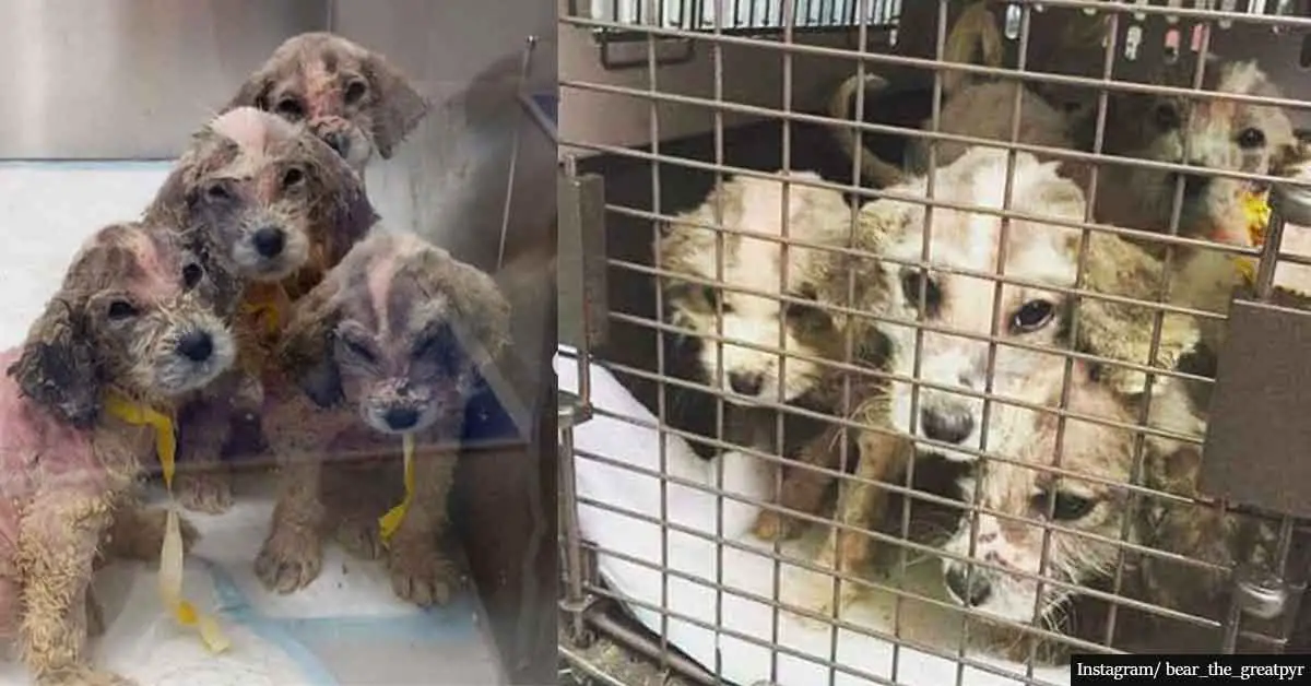 Abandoned Furless Puppies Give Rescuers Incredible Surprise When Their Fur Grows Back