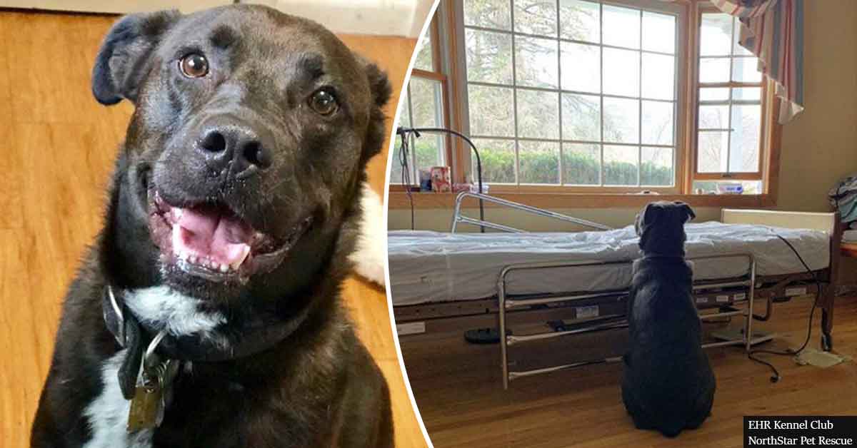 Loyal Dog Patiently Waits By His Owner’s Death Bed, Unaware That He Will Never Awaken