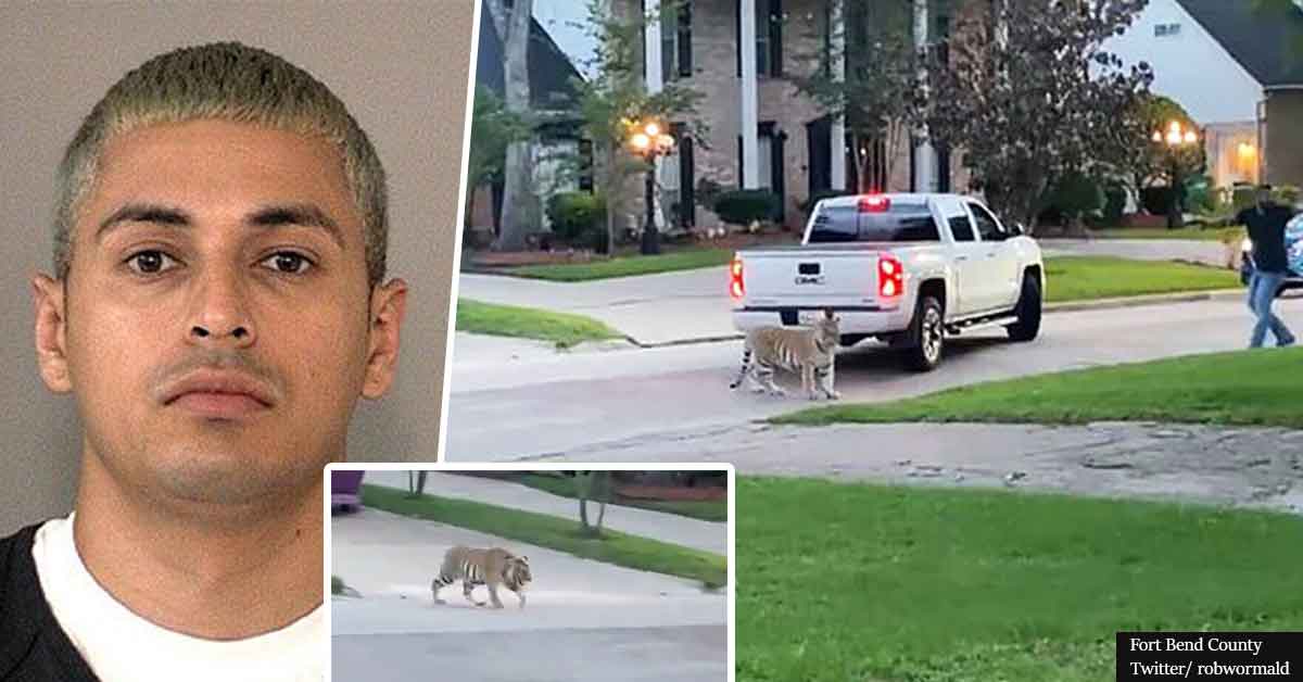 Owner of escaped pet tiger that terrorized street 'on bail for murder'