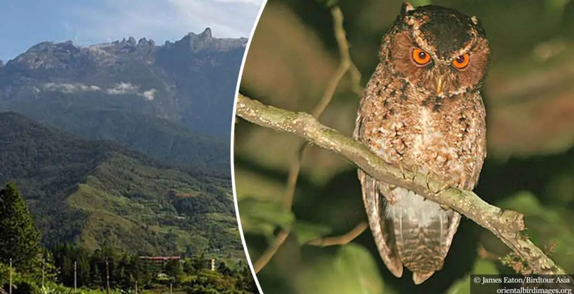 Rare orange-eyed owl species not seen for almost 125 years is spotted in Malaysia
