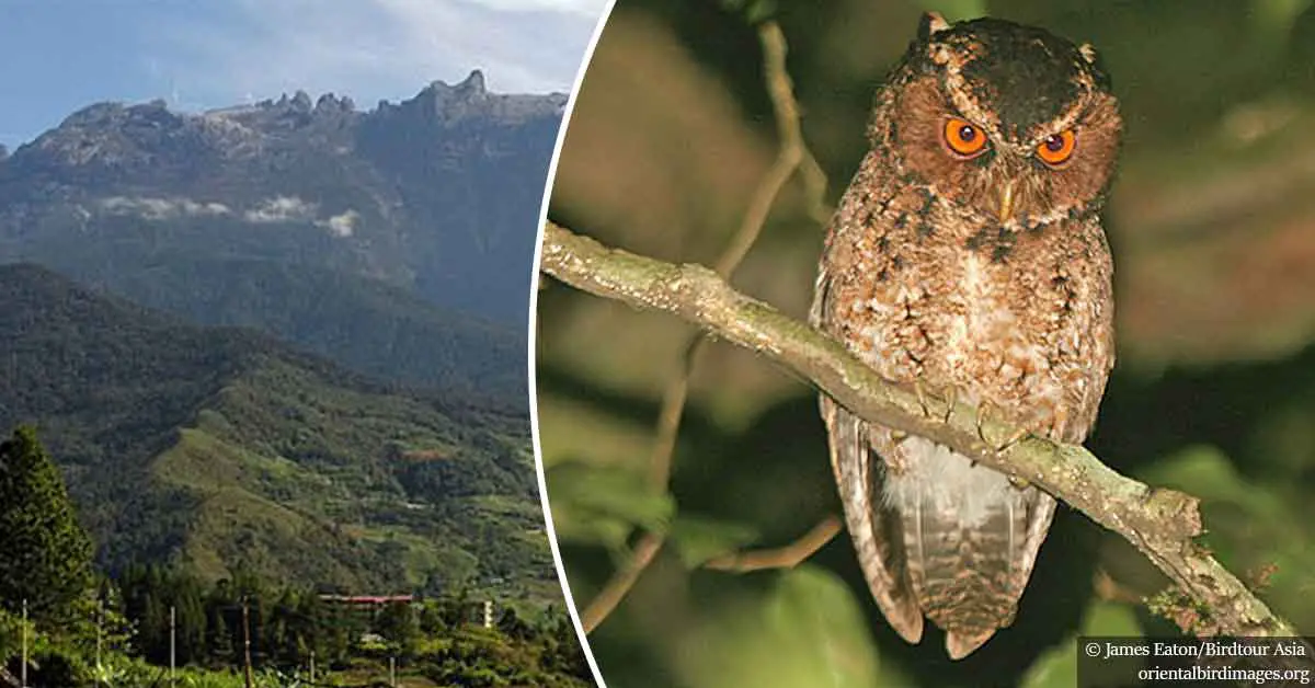Rare orange-eyed owl species not seen for almost 125 years is spotted in Malaysia