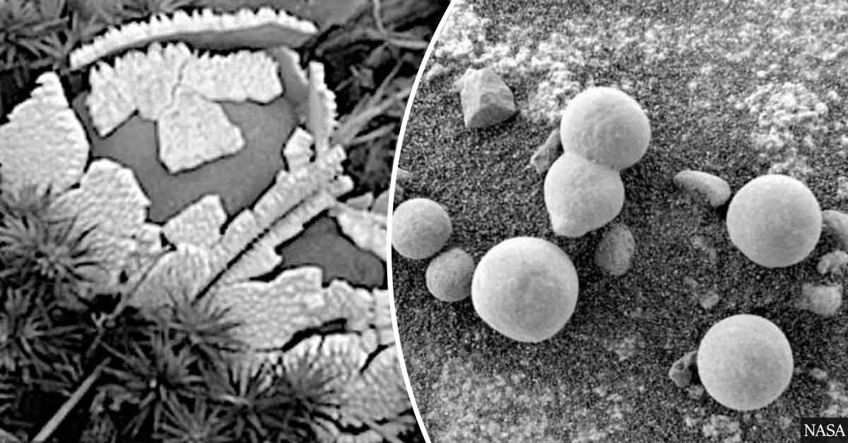 Scientists claim they have found "evidence of mushrooms" growing on Mars