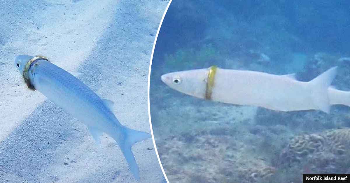Snorkeller Finds Groom's Missing $1,000 Wedding Ring Around Body Of A Fish