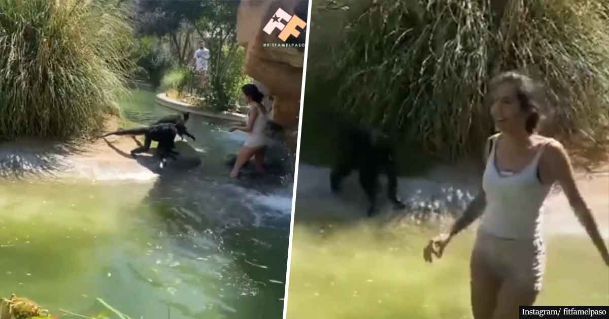 Texas woman FIRED after feeding the El Paso Zoo spider monkeys Hot Cheetos