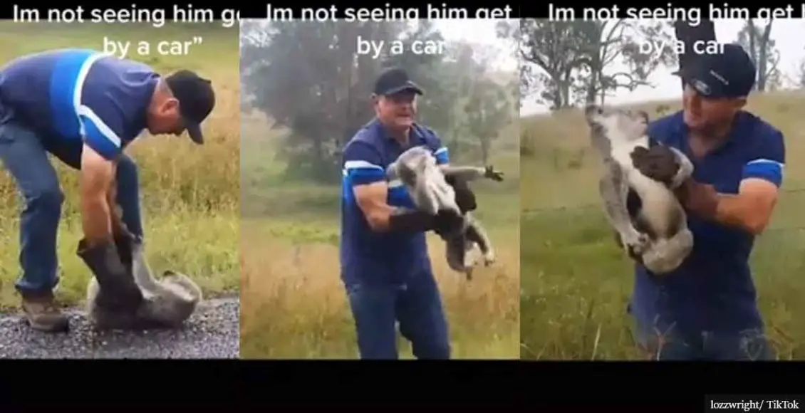 Watching this dad wrestlе grumpy koala as he saves it from the middle of a busy road will make your day