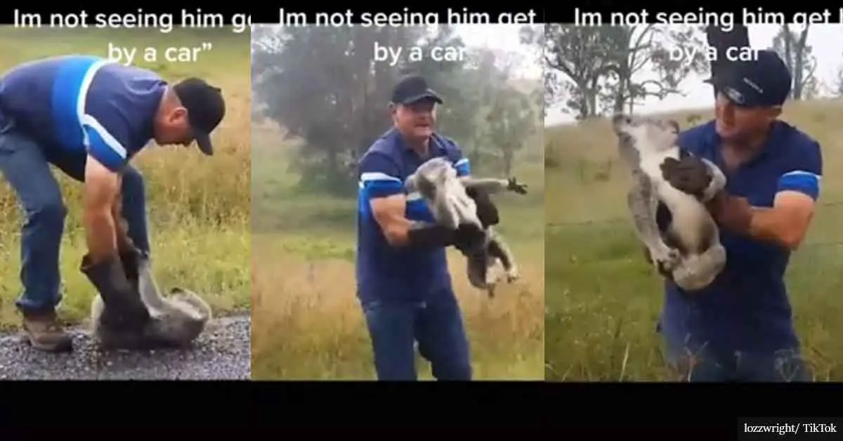 Watching this dad wrestlе grumpy koala as he saves it from the middle of a busy road will make your day