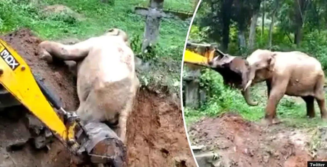 Workers save elephant from ditch proving our special bond with animals