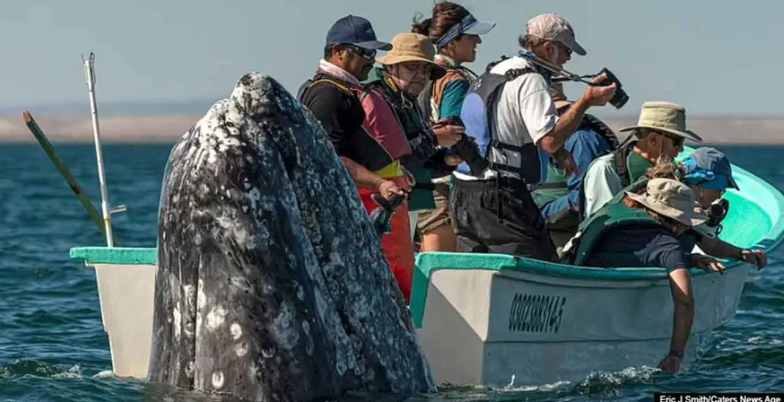 Breathtaking Moment Stealthy Whale Appears Behind Sightseers As They Look The Wrong Way