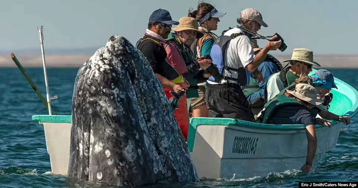 Breathtaking Moment Stealthy Whale Appears Behind Sightseers As They Look The Wrong Way