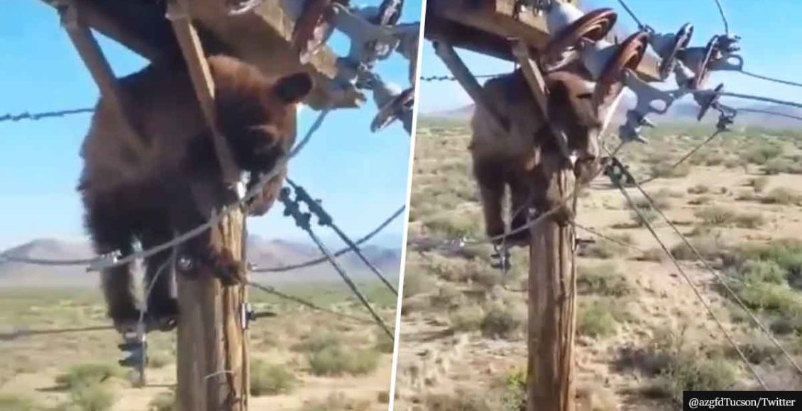 Large Bear Causes Electricity Shutdown After Getting Stuck On Power Pole