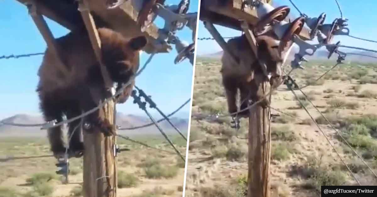 Large Bear Causes Electricity Shutdown After Getting Stuck On Power Pole