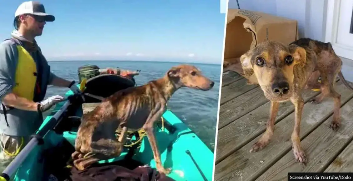 Photographer rescues starving puppy from a remote island and brings him home