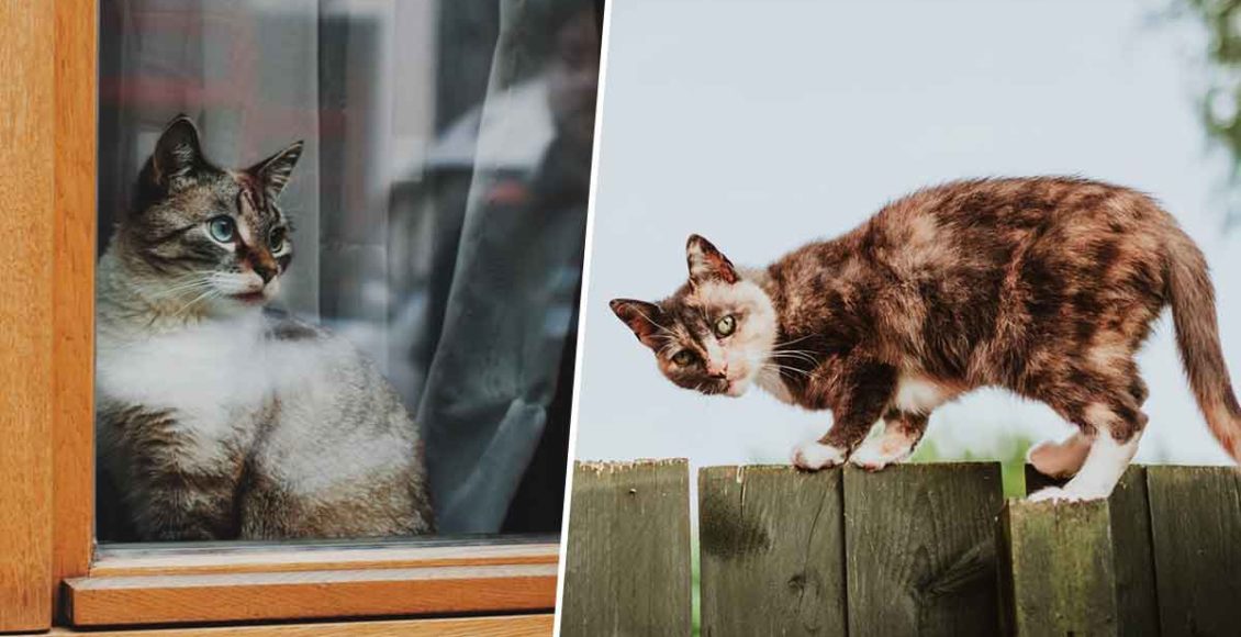 24-hour 'cat curfew' will ban felines from going outside