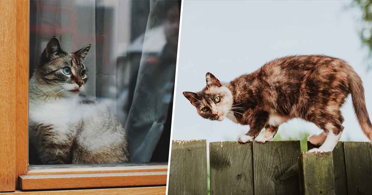 24-hour 'cat curfew' will ban felines from going outside