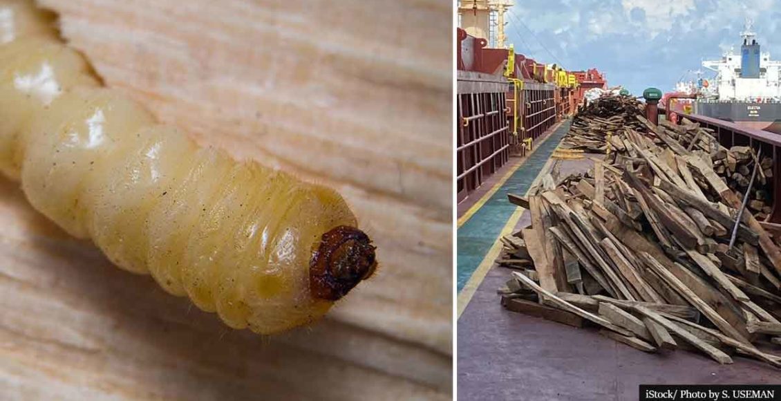 Cargo ship infested with TREE-KILLING Asian beetle ordered to leave U.S. waters
