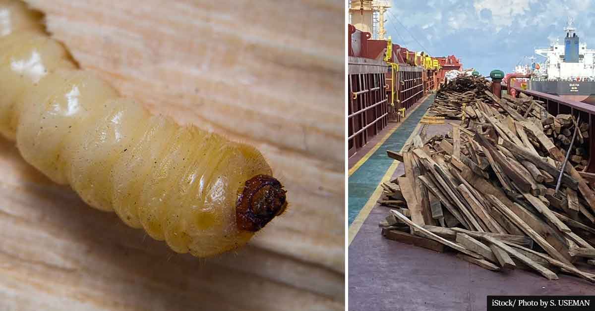 Cargo ship infested with TREE-KILLING Asian beetle ordered to leave U.S. waters