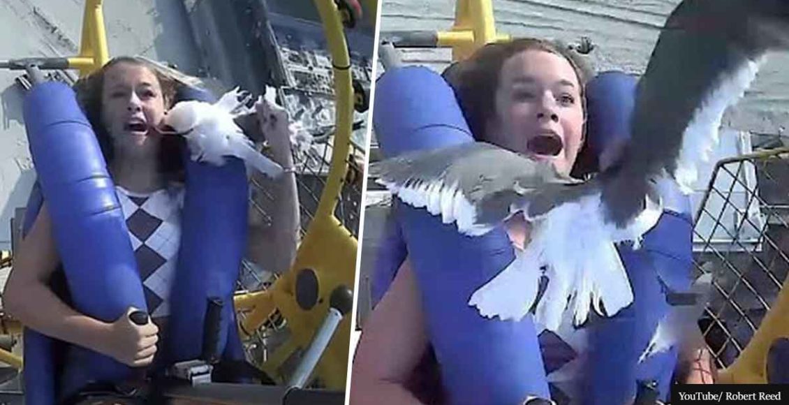 Chicken Invaders: Seagull smashes into teen's face on 75mph slingshot ride