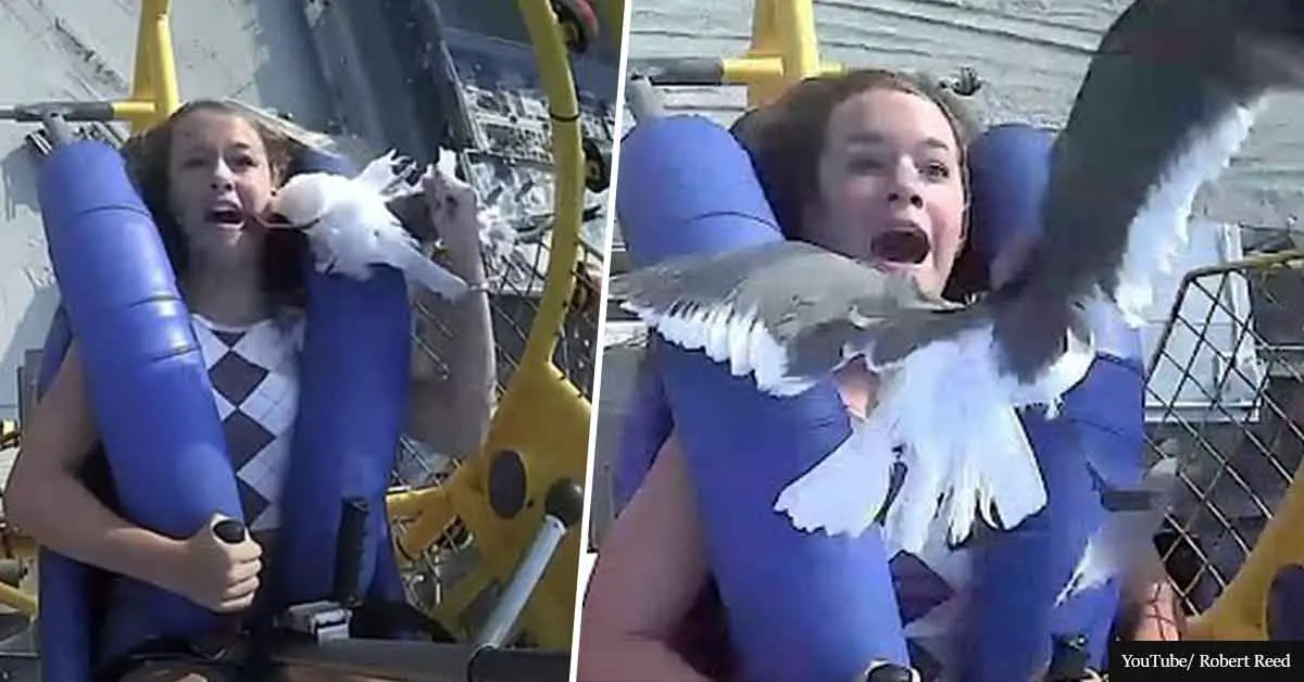 Chicken Invaders: Seagull smashes into teen's face on 75mph slingshot ride