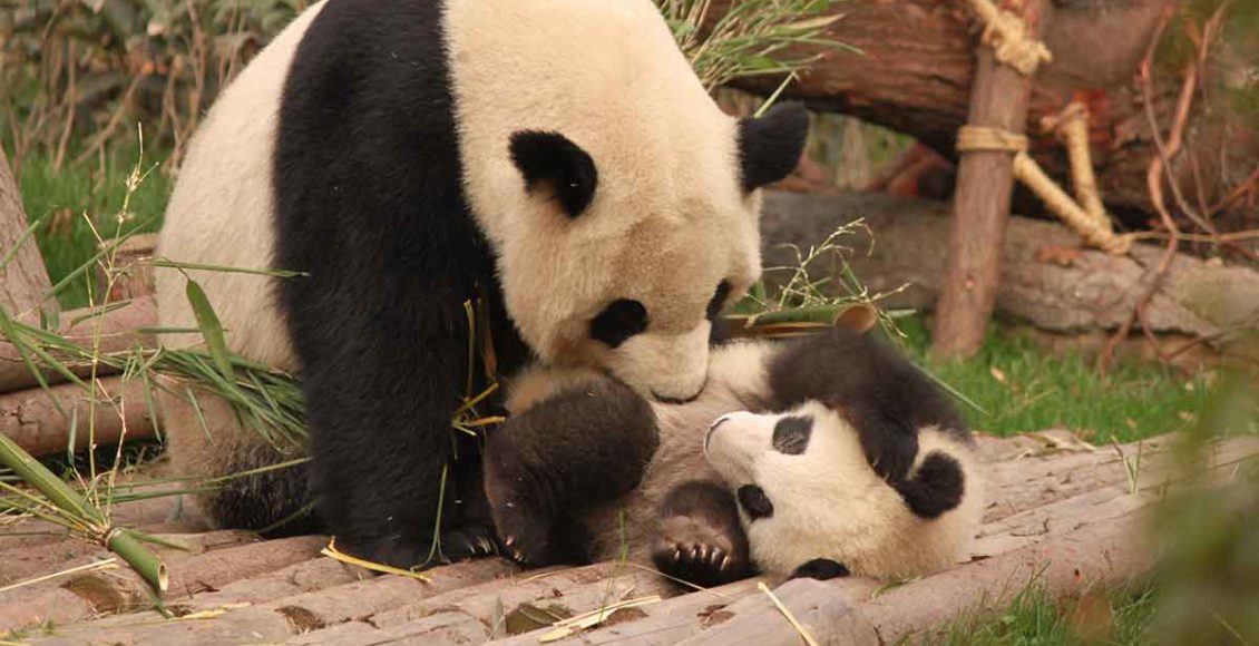 China Says Giant Pandas No Longer Endangered Species
