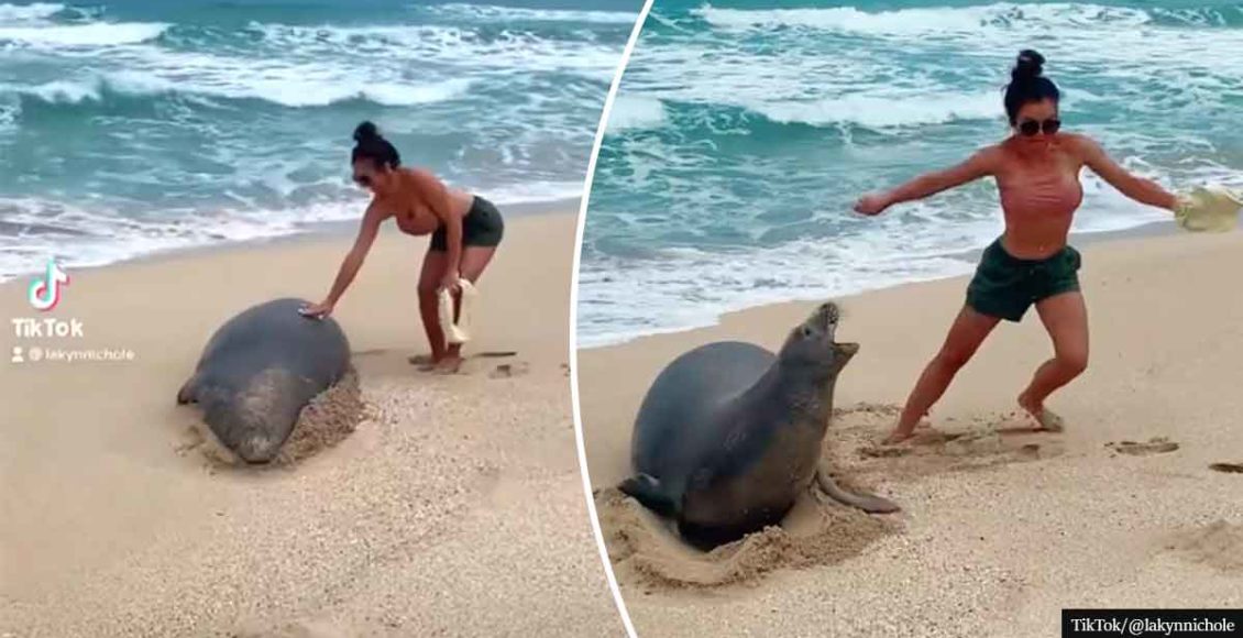 Couple FINED for touching endangered Hawaiian seal after viral TikTok