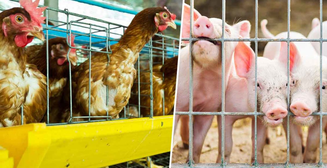 Farm animals will no longer be kept in cages in the EU
