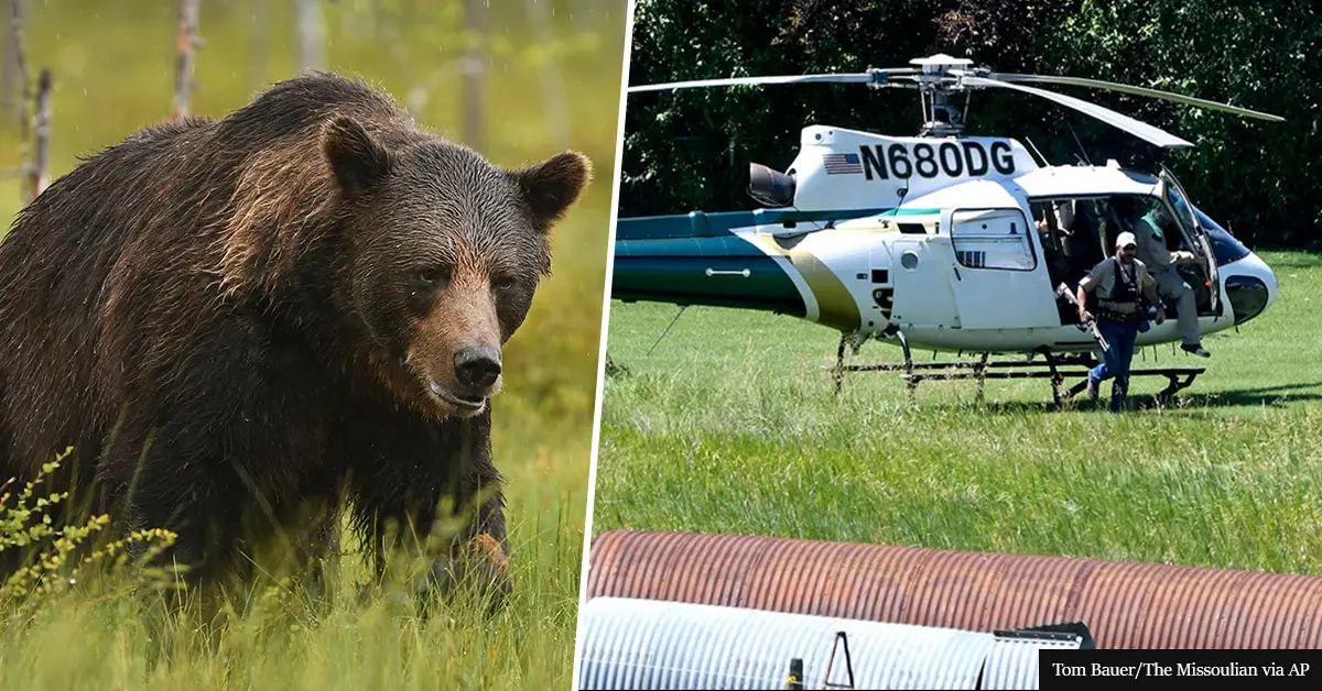 Grizzly Bear Attack: Woman Dragged Out Of Tent And Mauled By Grizzly In Montana