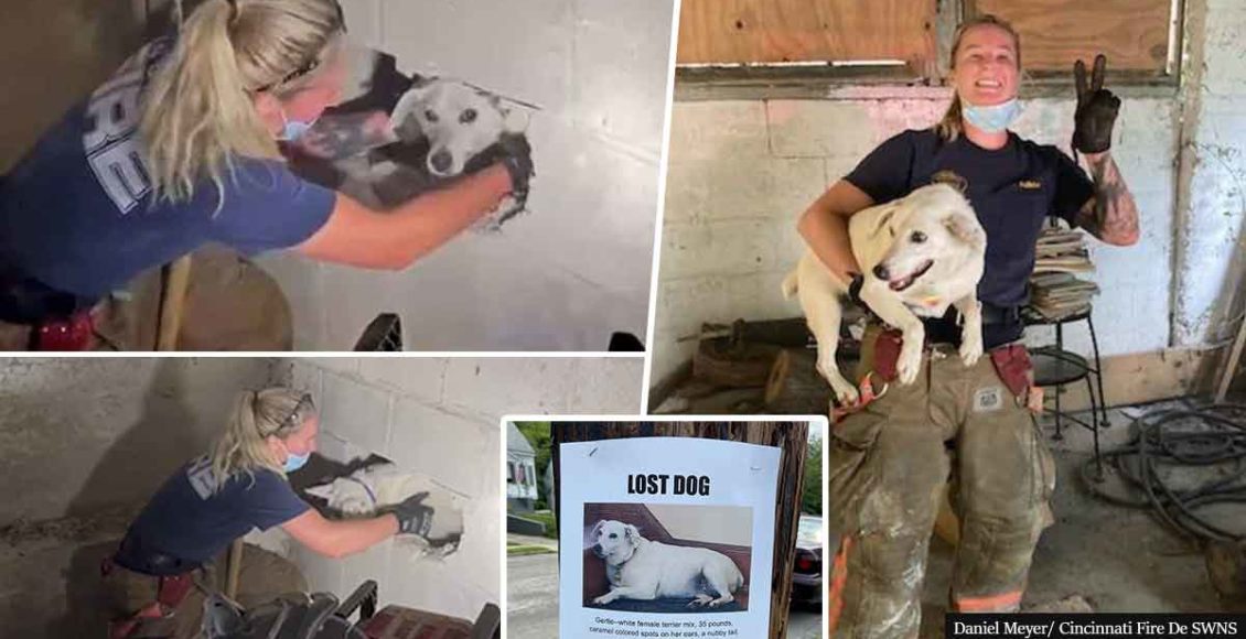 Hero firefighters smash concrete wall to rescue dog trapped for FIVE DAYS