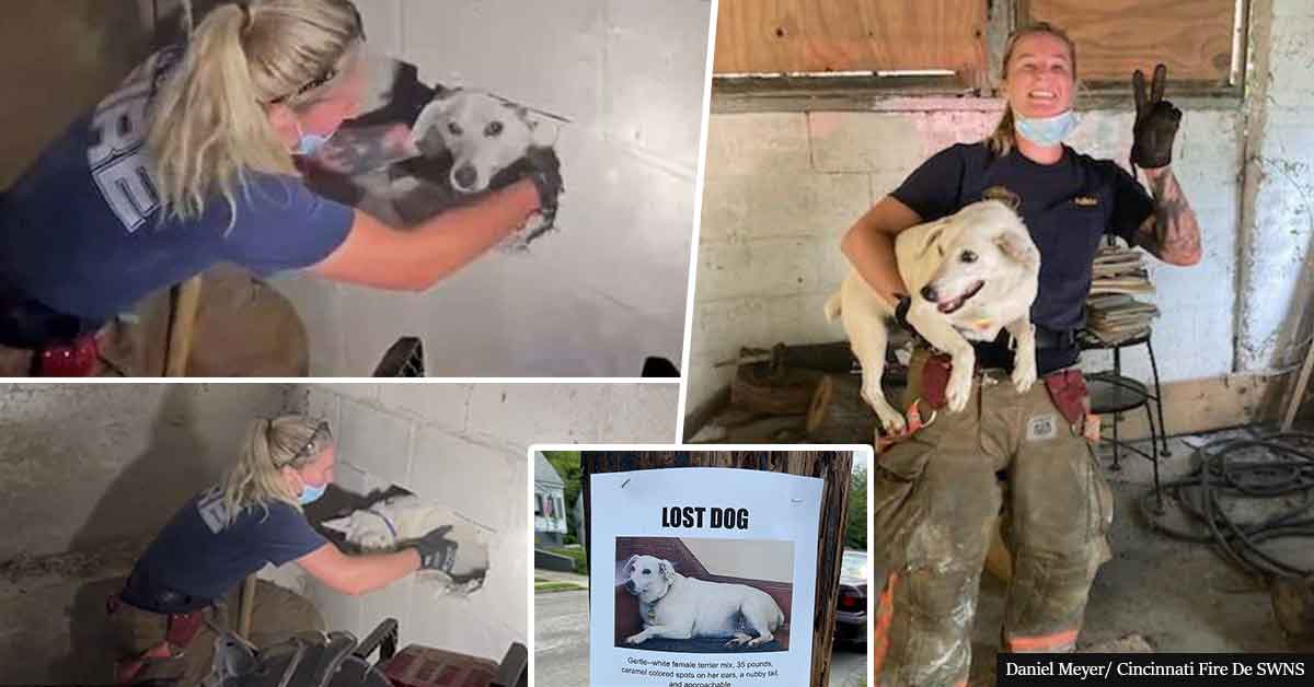Hero firefighters smash concrete wall to rescue dog trapped for FIVE DAYS