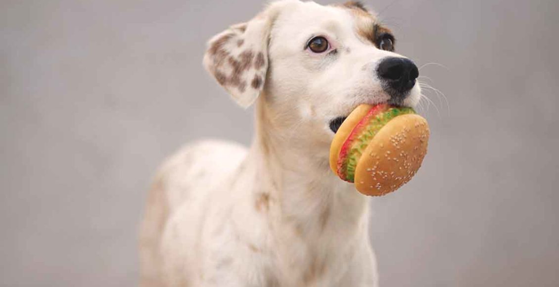 If You Think Your Dog Would Share Food With You, We Have Bad News